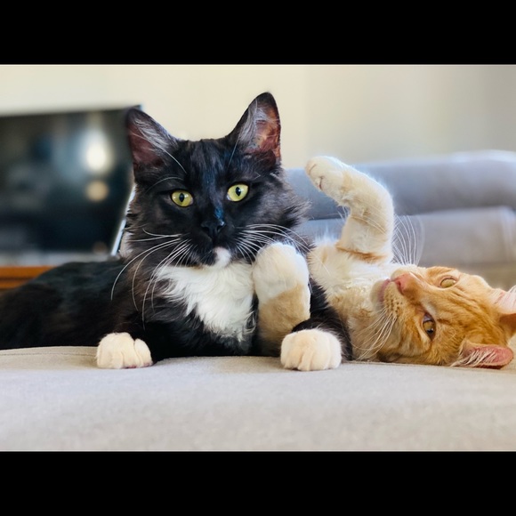 Meet your Posher, Carmel rose - Picture 1 of 1